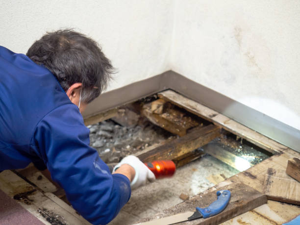 Office Mold Removal Services in Port Allen, LA