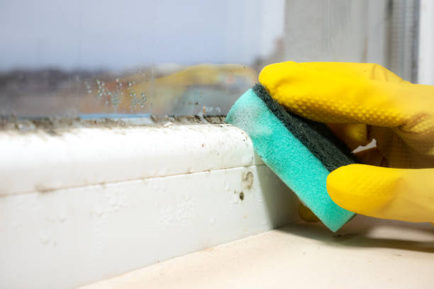 Best Black Mold Removal  in Port Allen, LA