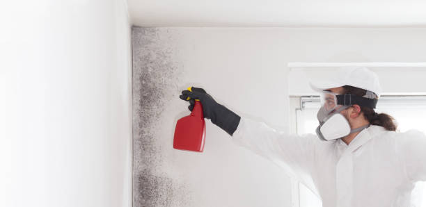 Best Attic Mold Removal  in Port Allen, LA