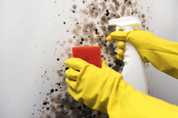 Best Mold Testing  in Port Allen, LA