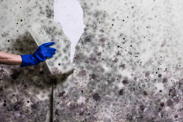 Best Residential Mold Removal  in Port Allen, LA